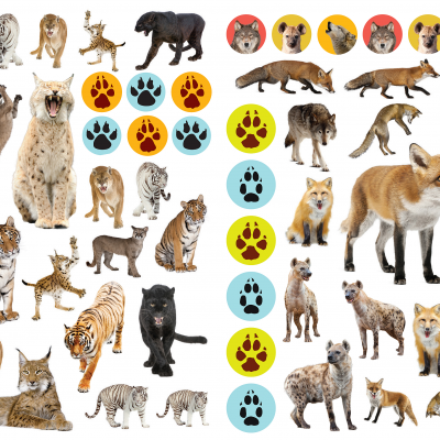 Ilustrações de animais selvagens e pegadas coloridas em círculos