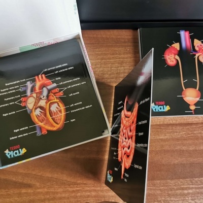 Maquetas anatómicas em cartão com ilustrações de órgãos humanos e textos em inglês