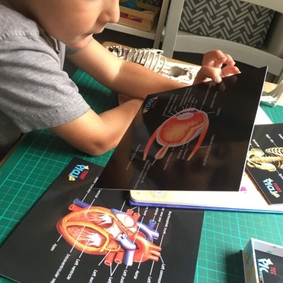 Criança a estudar imagens anatómicas coloridas numa mesa verde