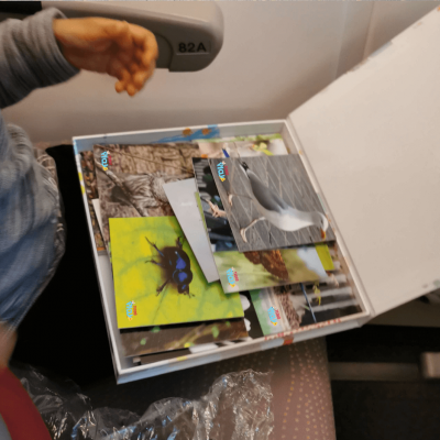 Caixa branca aberta com cartas de insetos coloridas com texto Tide