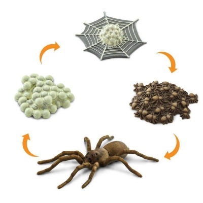 Ciclo de vida de aranha representado por brinquedos ou decoração em quatro fases.