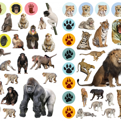 Ilustração de macacos e grandes felinos selvagens com ícones de patas coloridas