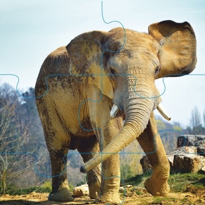 Quebra-cabeças com imagem de elefante em ambiente natural