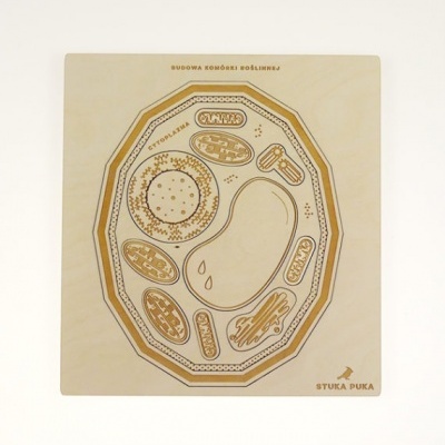 Placa de madeira com desenho esquemático de célula bacteriana e texto em polaco.