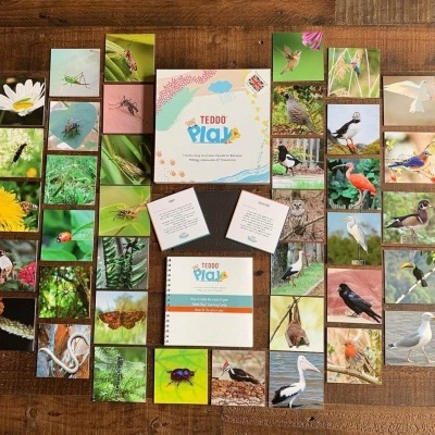 Jogo de cartas TEDDO PICA com imagens de aves e insetos sobre mesa de madeira.