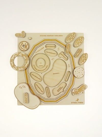 Modelo didático de célula humana em madeira clara com peças destacáveis