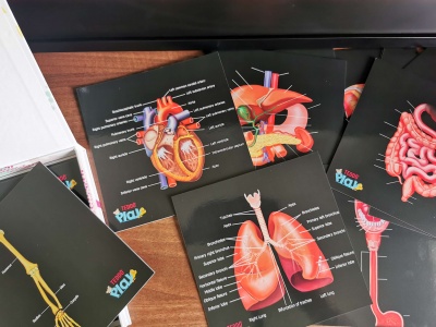 Cartazes educativos de anatomia humana com imagens e rótulos coloridos sobre superfície de madeira