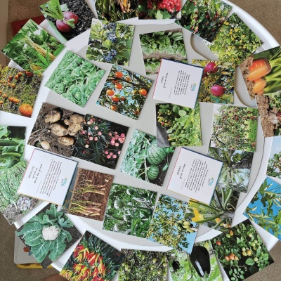 Cartões com imagens coloridas de plantas e vegetais sobre superfície branca