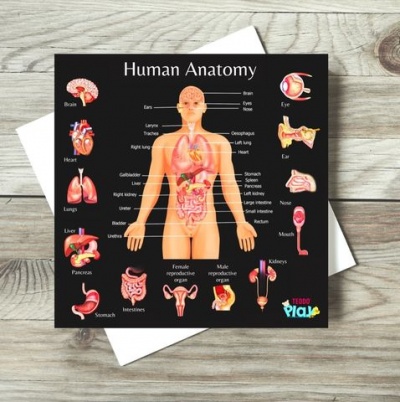 Quadro educativo de anatomia humana com diagrama do corpo e órgãos internos, etiquetas em inglês, fundo preto, superfície de madeira e envelope branco.