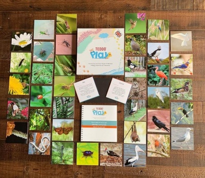 Jogo de cartas TEDDO PICA com imagens de aves e insetos sobre mesa de madeira.