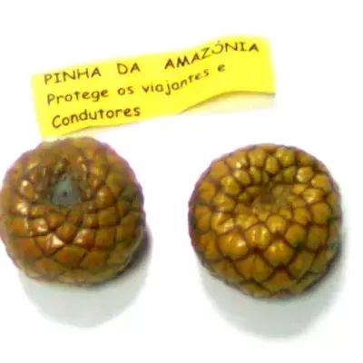 Duas pinhas da Amazónia com nota amarela explicativa