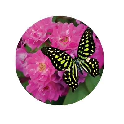 Borboleta preta e amarela em flores cor-de-rosa