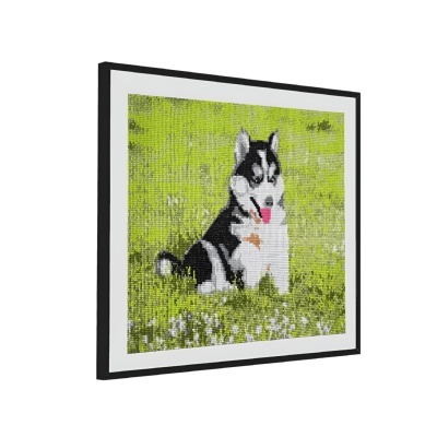 Quadro com imagem de cão husky em relva verde