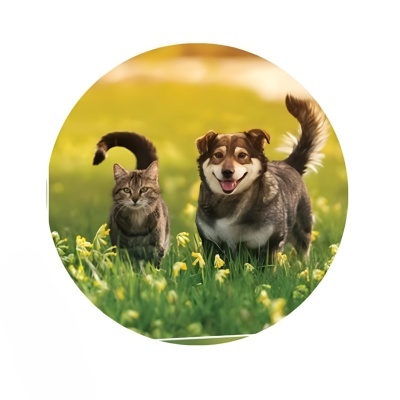 Cão e gato juntos na relva com flores amarelas