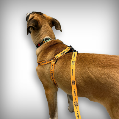 Cão castanho com peitoral e trela laranja com texto WANDER
