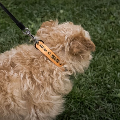 Cão com coleira preta e etiqueta laranja em relva verde