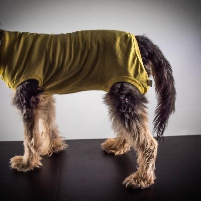 Cão com t-shirt amarela em fundo branco