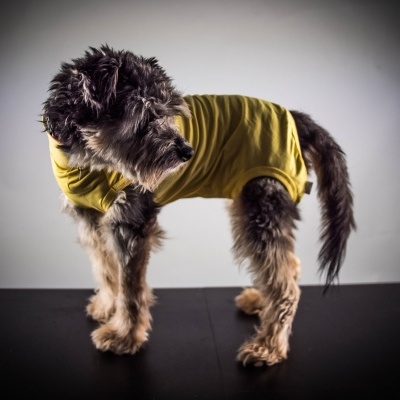 Cão pequeno com roupa amarela sobre superfície preta