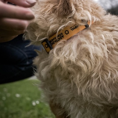Cão com coleira laranja ao ar livre com relva