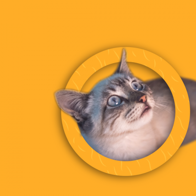 Gato cinzento com olhos azuis dentro de um círculo amarelo em fundo laranja