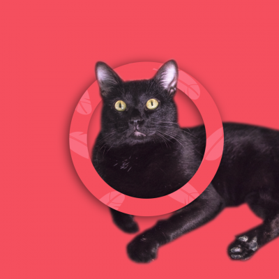 Gato preto com olhos amarelos em moldura vermelha sobre fundo vermelho