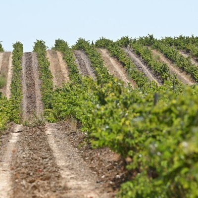 Vinhedo com filas de videiras verdes em terreno inclinado sob céu claro