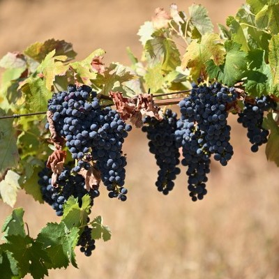 Cachos de uvas pretas maduras numa videira com folhas verdes e fundo de vegetação seca