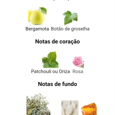 Notas olfativas de um perfume com imagens de bergamota, botão de groselha, patchouli, rosa, musgo de carvalho, almíscar e âmbar