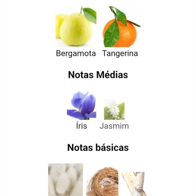 Notas olfativas divididas em principais, médias e básicas com imagens de frutas e flores