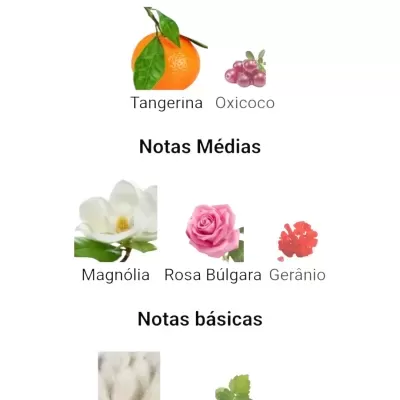 Notas olfativas de perfume com imagens e texto em português