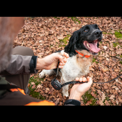 Cão preto e branco com coleira laranja e trela preta em chão de folhas secas