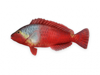Imagem de um peixe vermelho realista em fundo branco