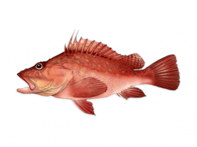 Peixe vermelho com barbatanas espinhosas e textura escamosa em fundo branco