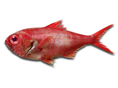 Peixe vermelho com barbatanas e olhos grandes em fundo branco