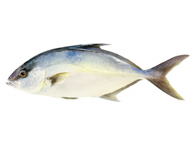 Peixe inteiro azul e branco sobre fundo branco