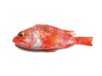 Peixe vermelho fresco com escamas e nadadeiras laranja em fundo branco