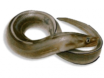 Enguia castanho-esverdeada com pele lisa e brilhante em fundo branco