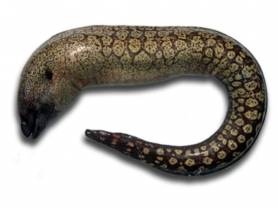 produto em forma de cobra com padrão de escamas em tons castanhos