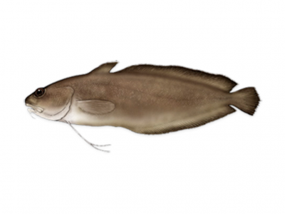 Peixe plano castanho com textura lisa num fundo branco