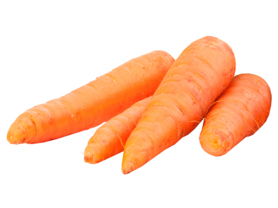 Quatro cenouras frescas laranja em fundo branco