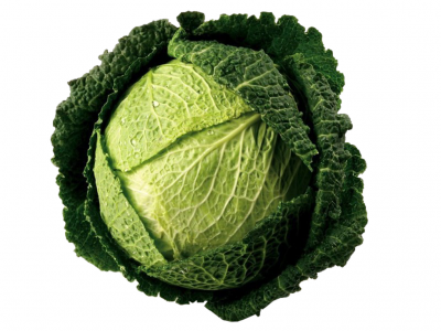 Repolho verde fresco em fundo branco