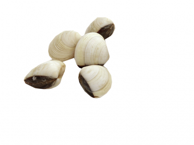 Cinco conchas marinhas pequenas bege com pontas escuras sobre fundo branco