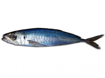 Peixe inteiro azul e prateado em fundo branco