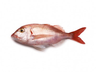 Peixe inteiro prateado e vermelho sobre fundo branco