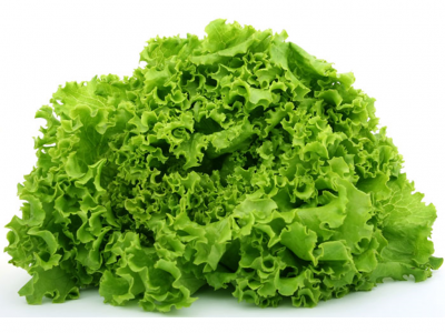 Cabeça de alface verde fresca com folhas crespas