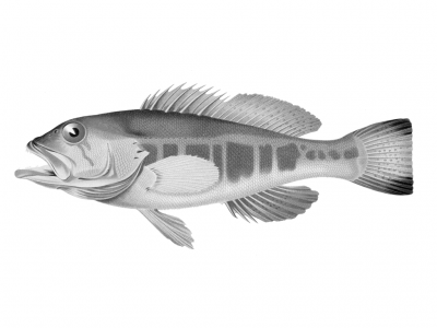 Ilustração a preto e branco de um peixe com padrão de manchas.