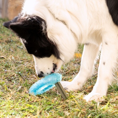 Cão preto e branco a brincar com brinquedo azul circular de borracha na relva