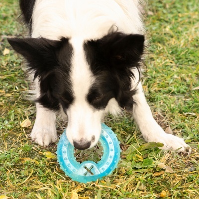 Cão preto e branco a brincar com brinquedo azul circular na relva