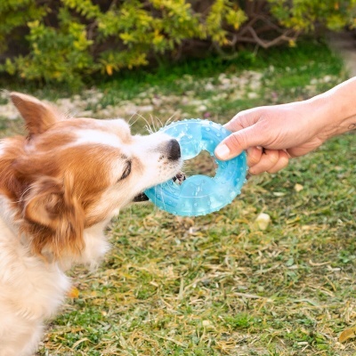 Cão a brincar com brinquedo azul numa mão no relvado