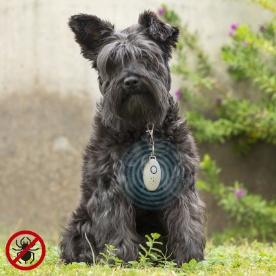 Cão cinzento com dispositivo anti-carrapatos no pescoço